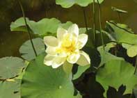 White Lotus